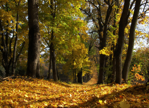 A walking counselling session can help you understand your feelings